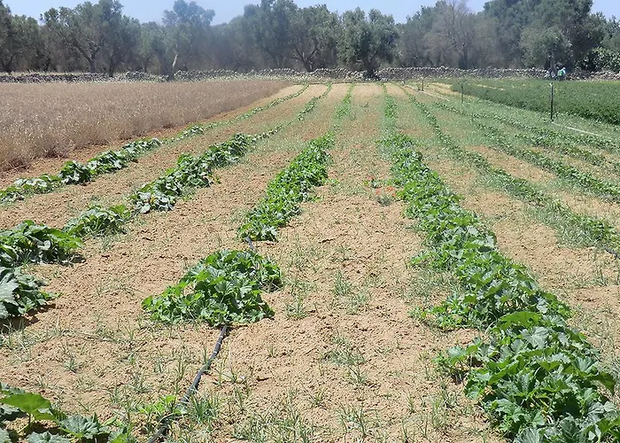 Masseria Cricelli Lizzanello