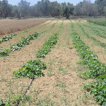 Masseria Cricelli Lizzanello